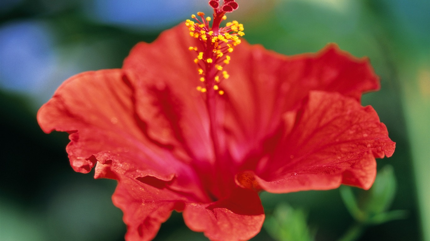 fleurs fond d'écran Widescreen close-up (7) #20 - 1366x768