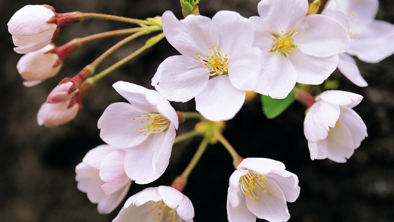 fleurs fond d'écran Widescreen close-up (8) #2 - 1366x768