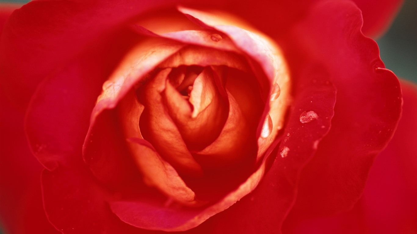 fleurs fond d'écran Widescreen close-up (8) #3 - 1366x768