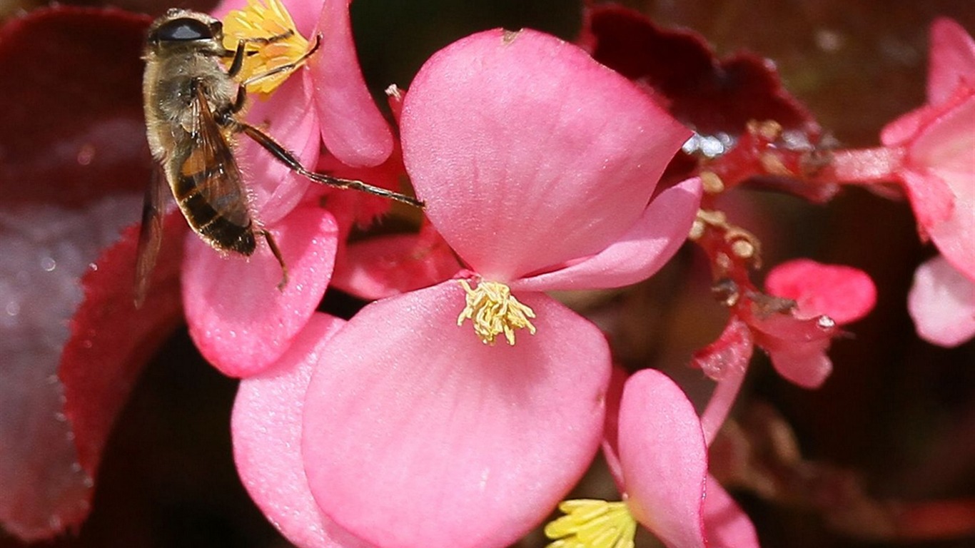 Makro květina trhu (západ práce) #1 - 1366x768