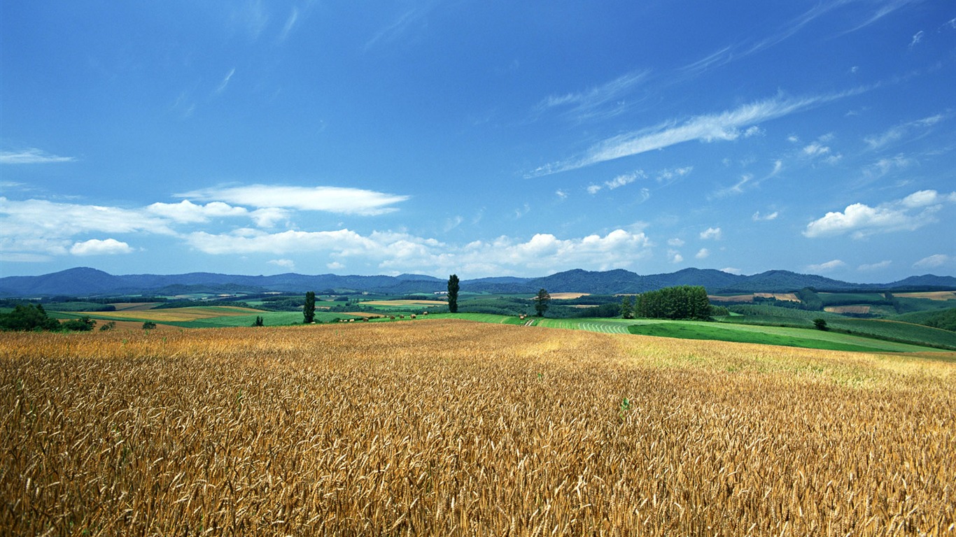 Tao Heung Shakes the Barley Bildschirmhintergründen #1 - 1366x768