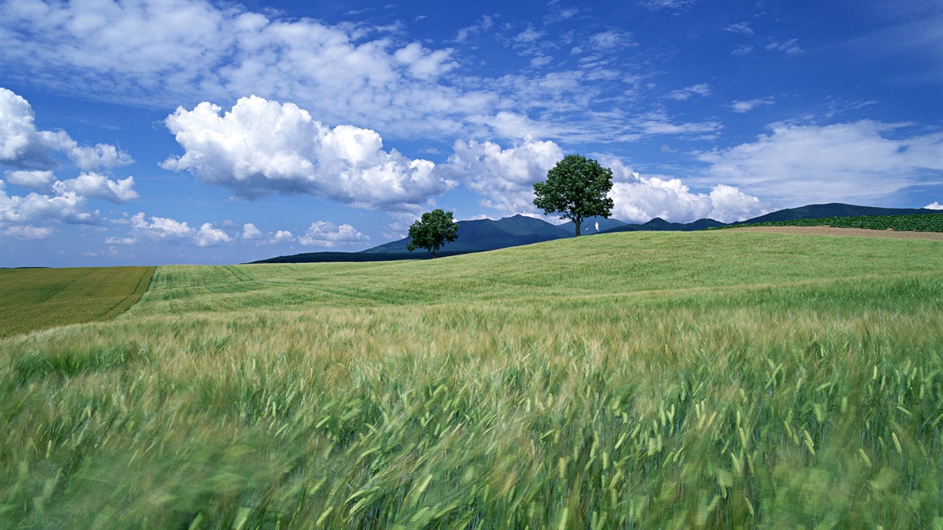 Tao Heung Shakes the Barley Bildschirmhintergründen #14 - 1366x768