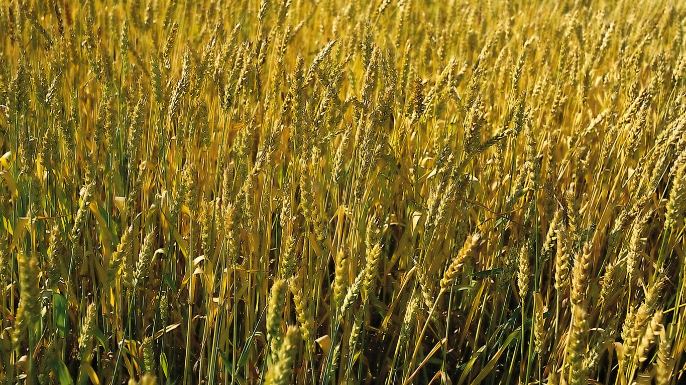 Tao Heung Shakes the Barley écran Fond d'écran #15 - 1366x768