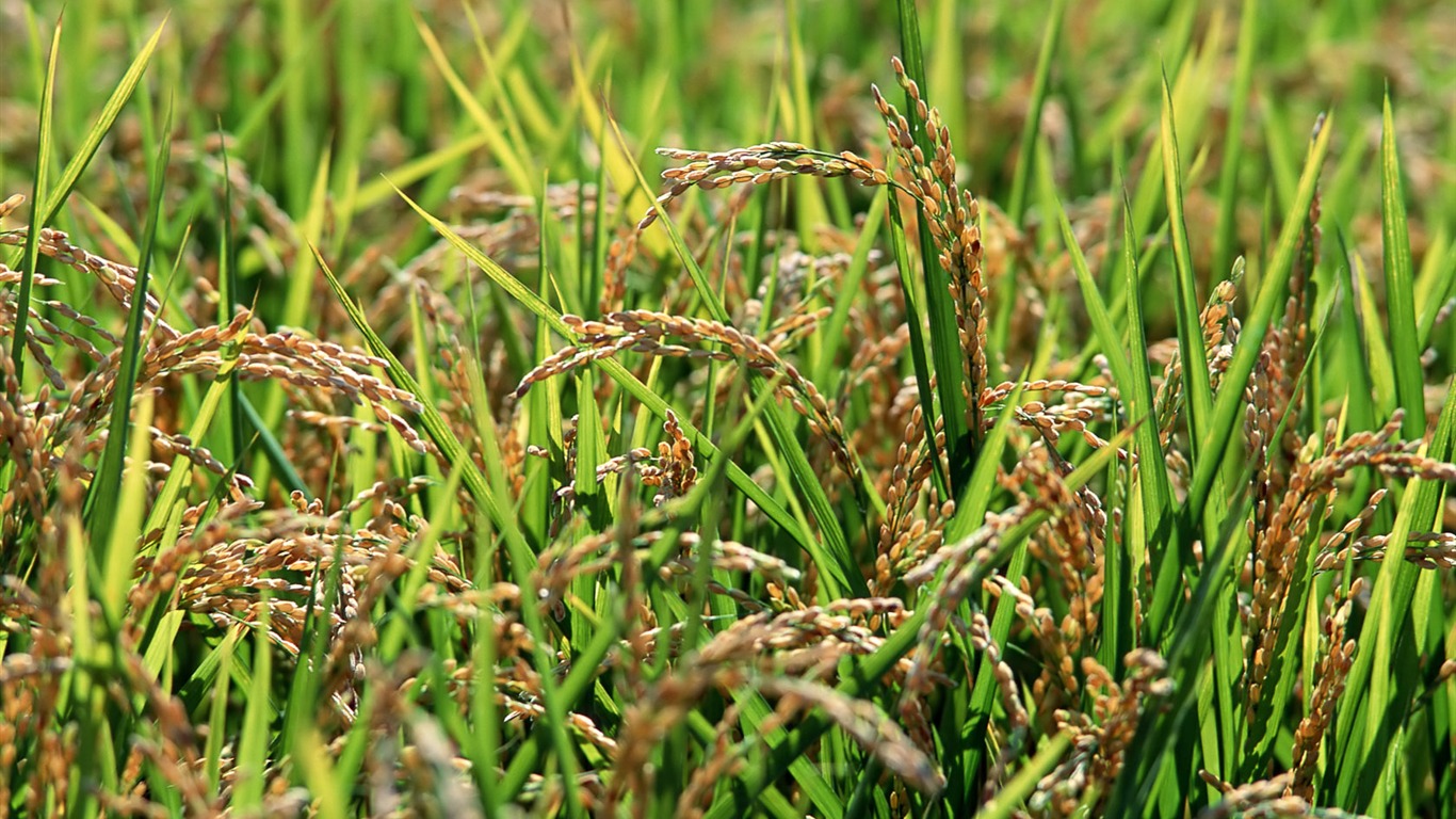 Tao Heung Shakes the Barley Bildschirmhintergründen #16 - 1366x768