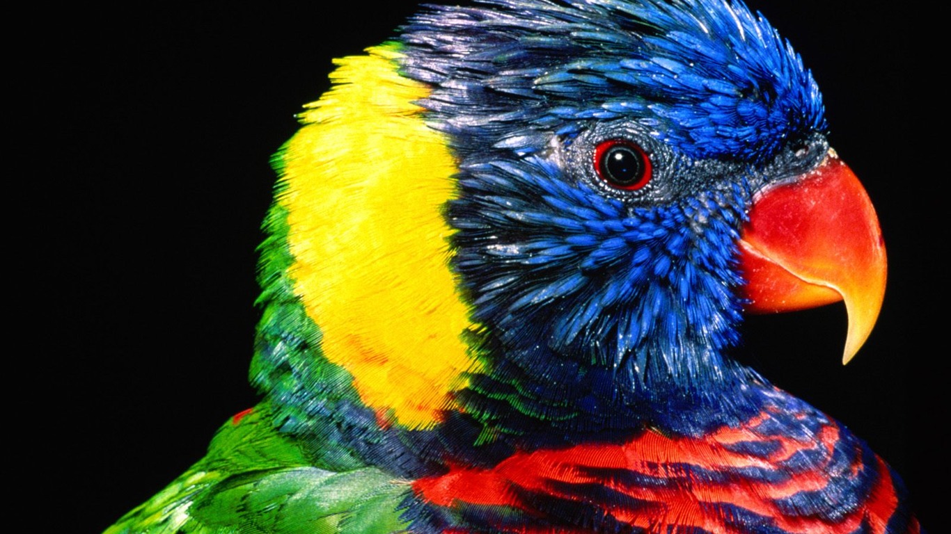 Parrot wallpaper fotoalbum #1 - 1366x768