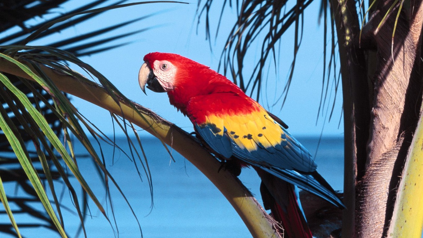 Parrot wallpaper fotoalbum #2 - 1366x768