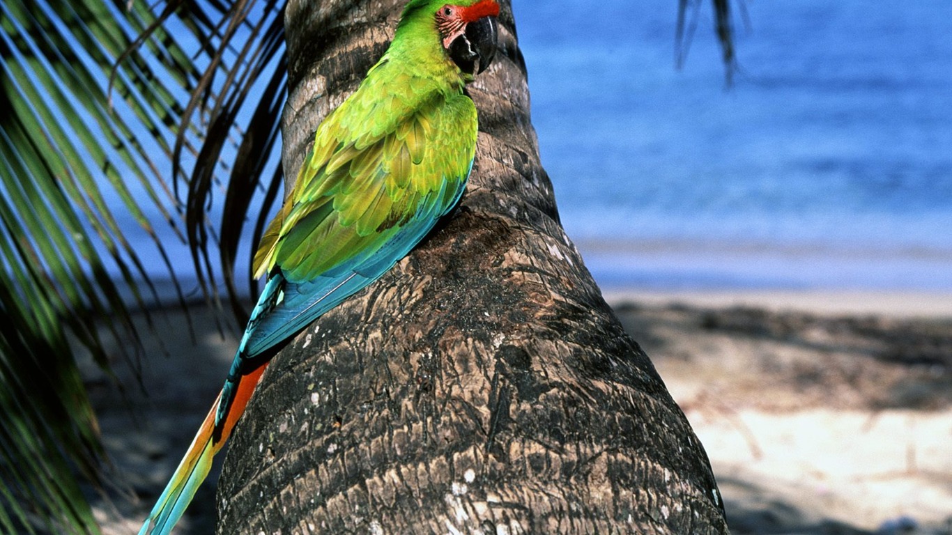 Parrot Tapete Fotoalbum #6 - 1366x768