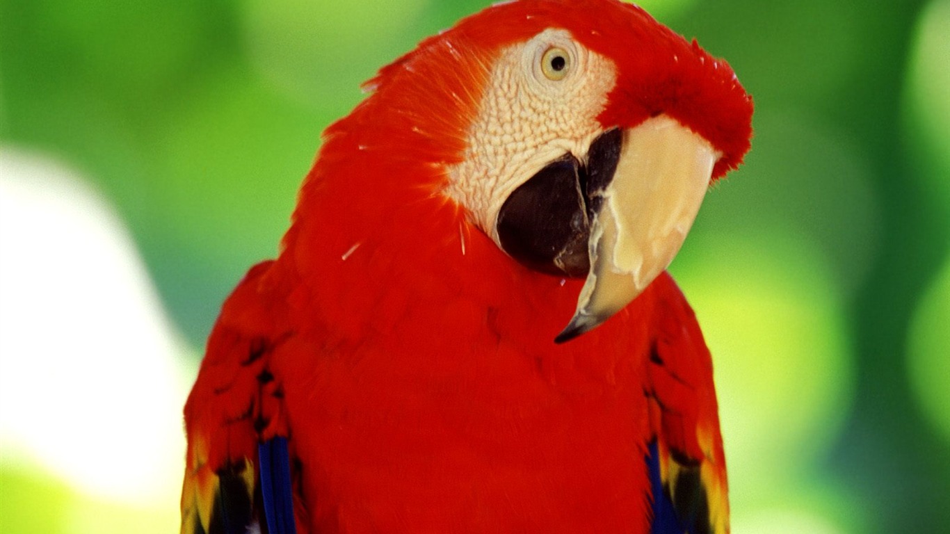 Parrot album photo papier peint #11 - 1366x768