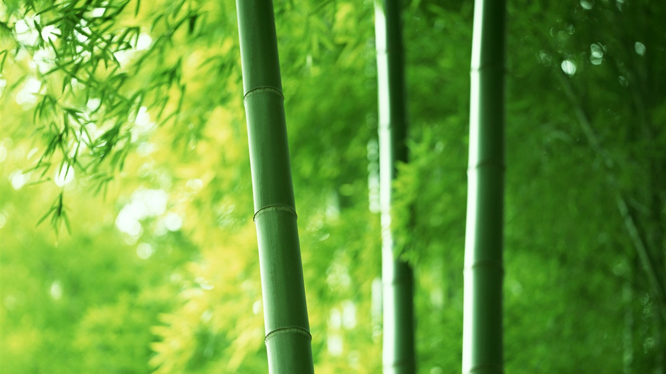 Verde álbumes fondo de pantalla de bambú #1 - 1366x768