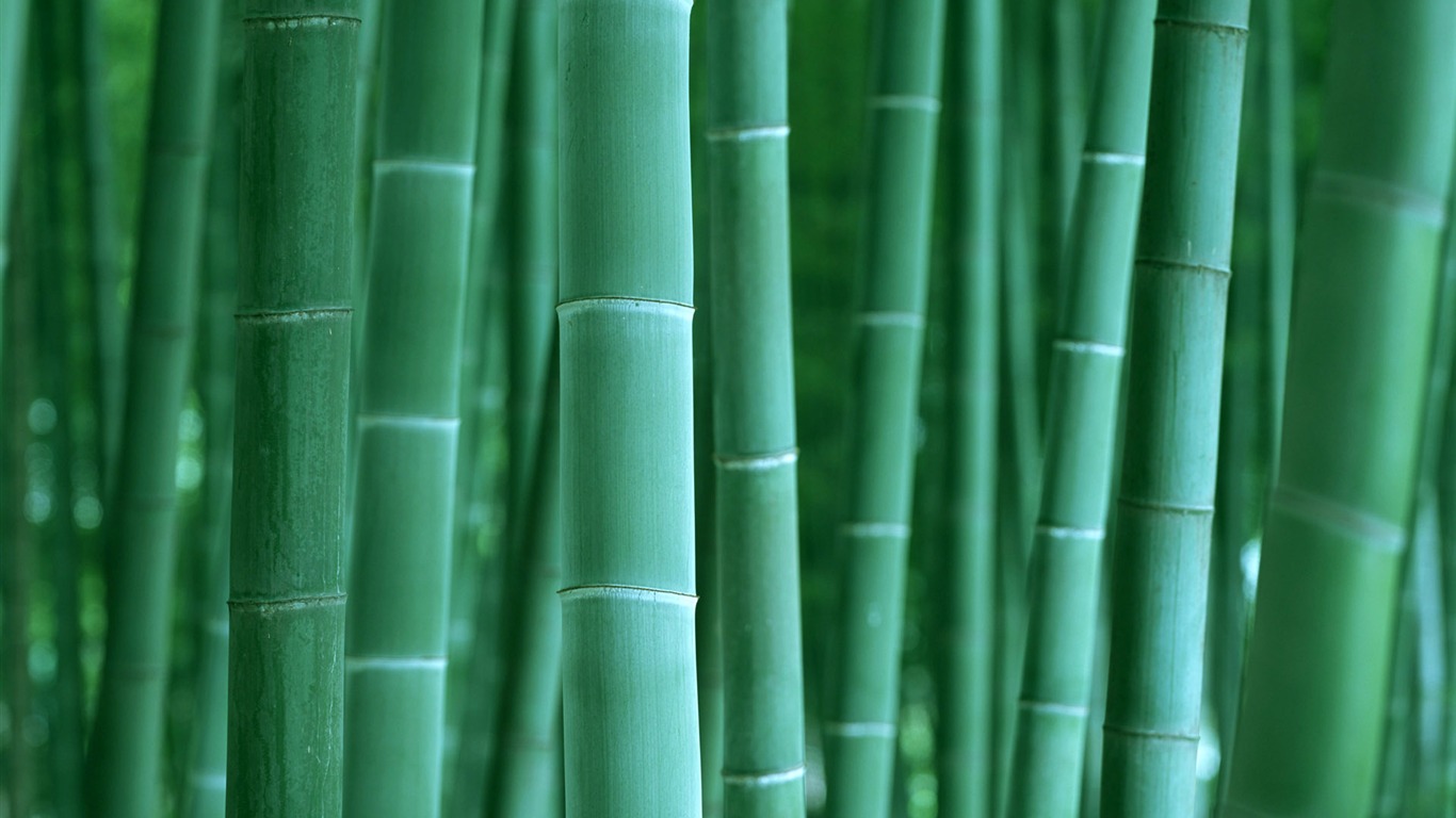 Verde álbumes fondo de pantalla de bambú #2 - 1366x768