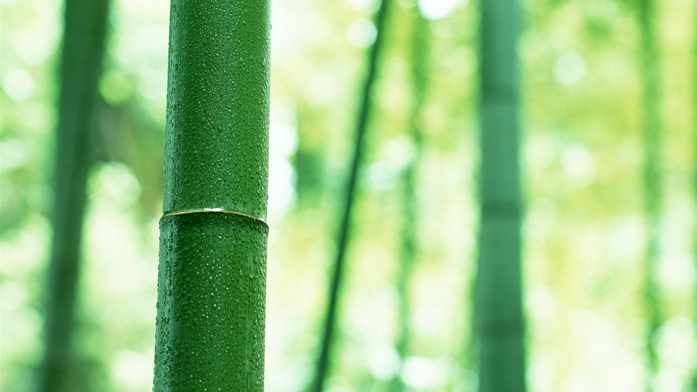 Verde álbumes fondo de pantalla de bambú #3 - 1366x768