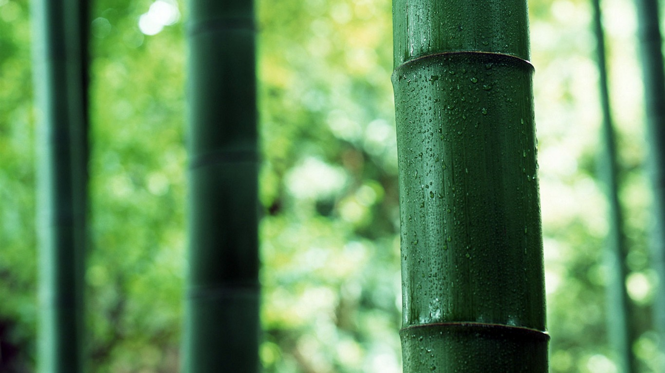Verde álbumes fondo de pantalla de bambú #4 - 1366x768