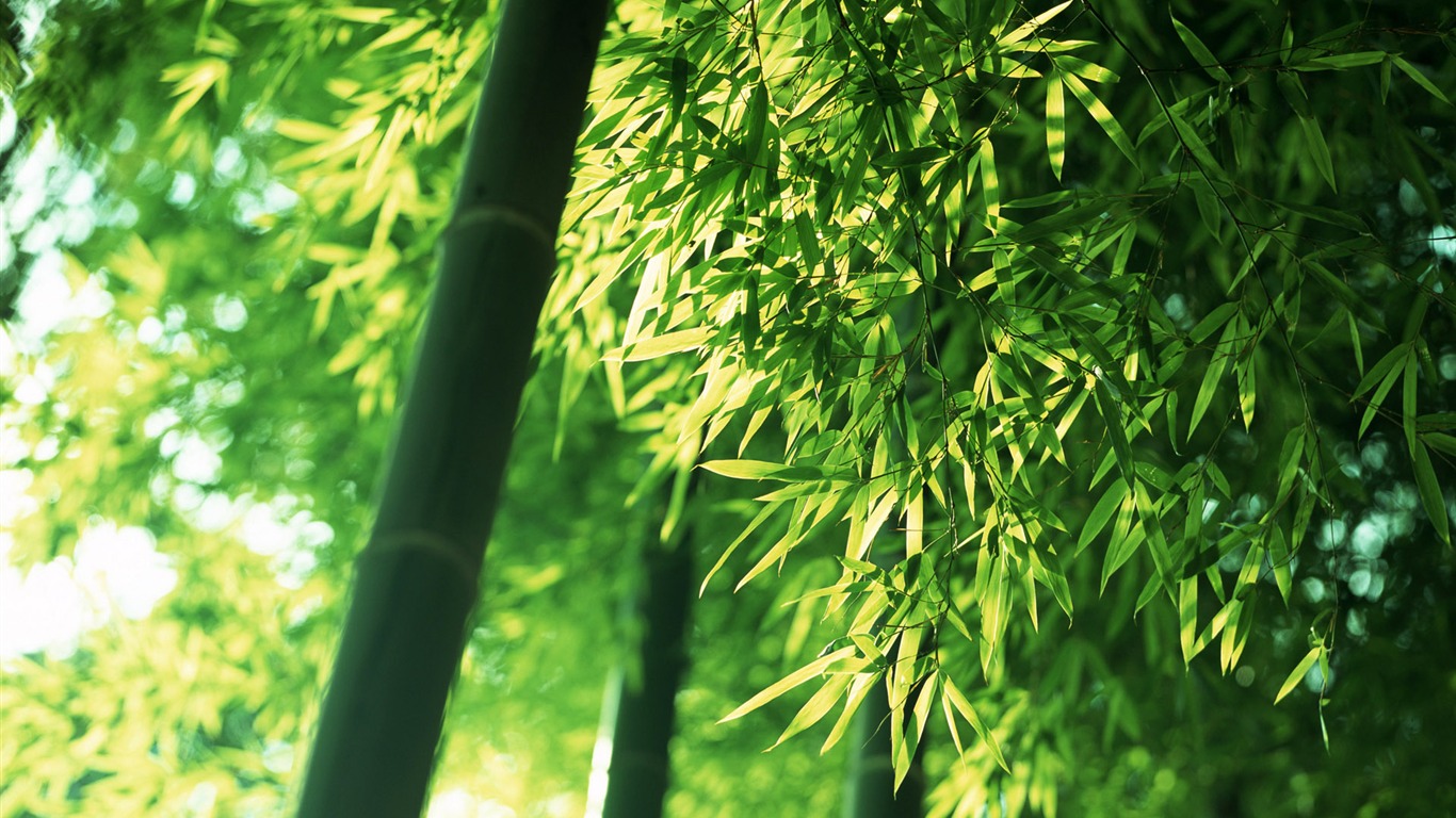 Verde álbumes fondo de pantalla de bambú #5 - 1366x768