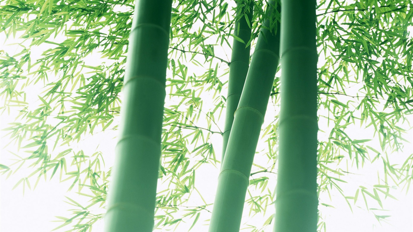Verde álbumes fondo de pantalla de bambú #7 - 1366x768