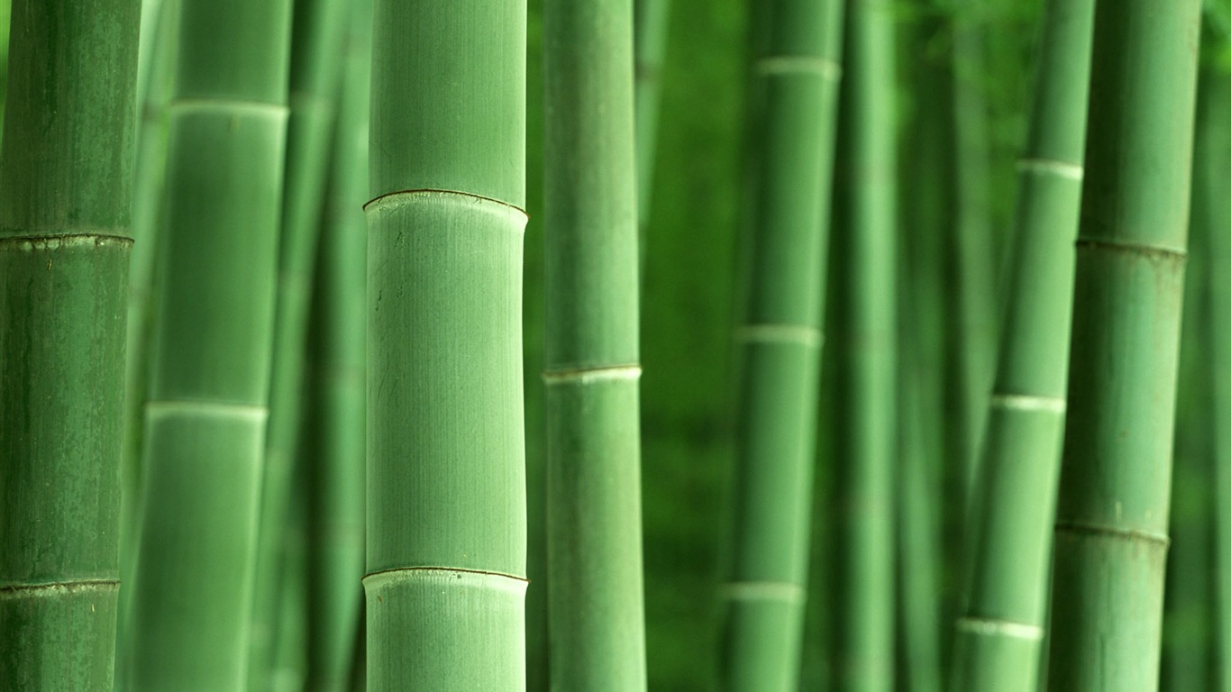Verde álbumes fondo de pantalla de bambú #8 - 1366x768