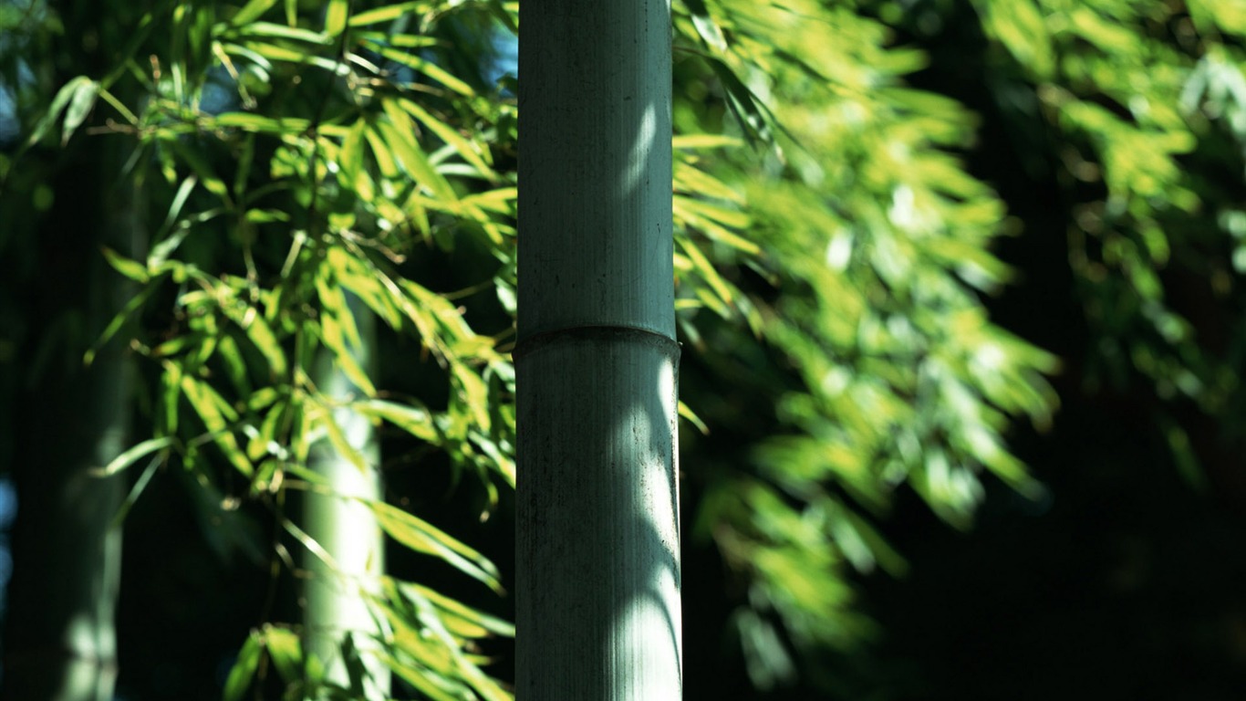Verde álbumes fondo de pantalla de bambú #9 - 1366x768