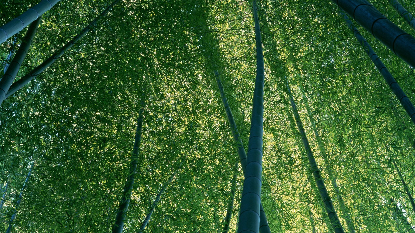 绿色竹林 壁纸专辑11 - 1366x768