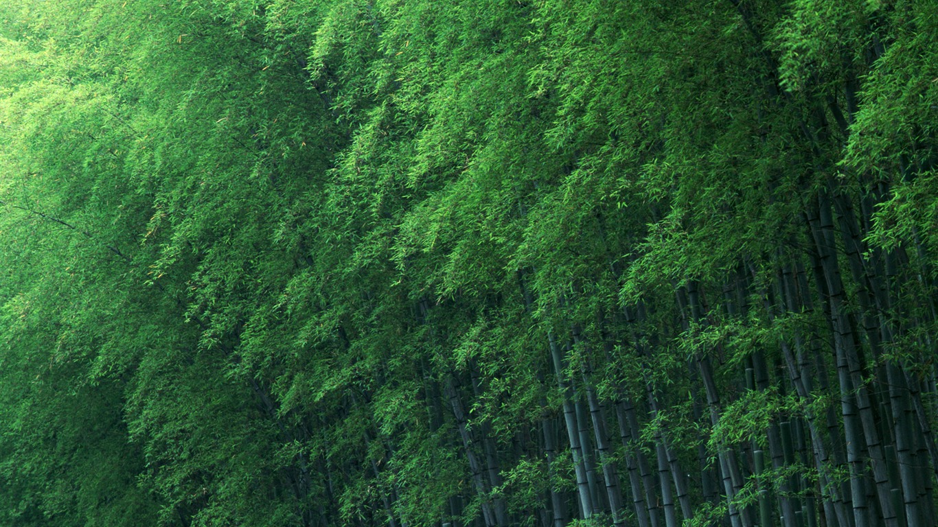 Fond d'écran de bambou vert albums #12 - 1366x768