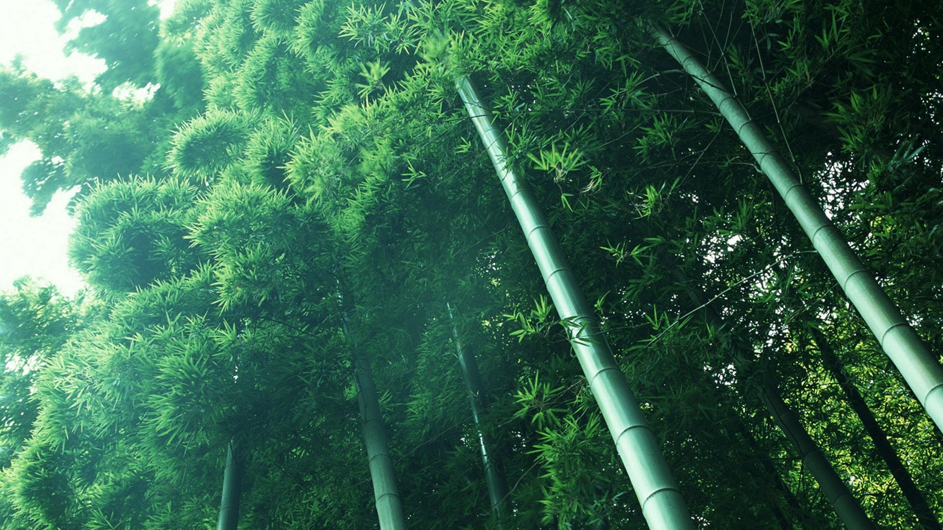 Verde álbumes fondo de pantalla de bambú #13 - 1366x768