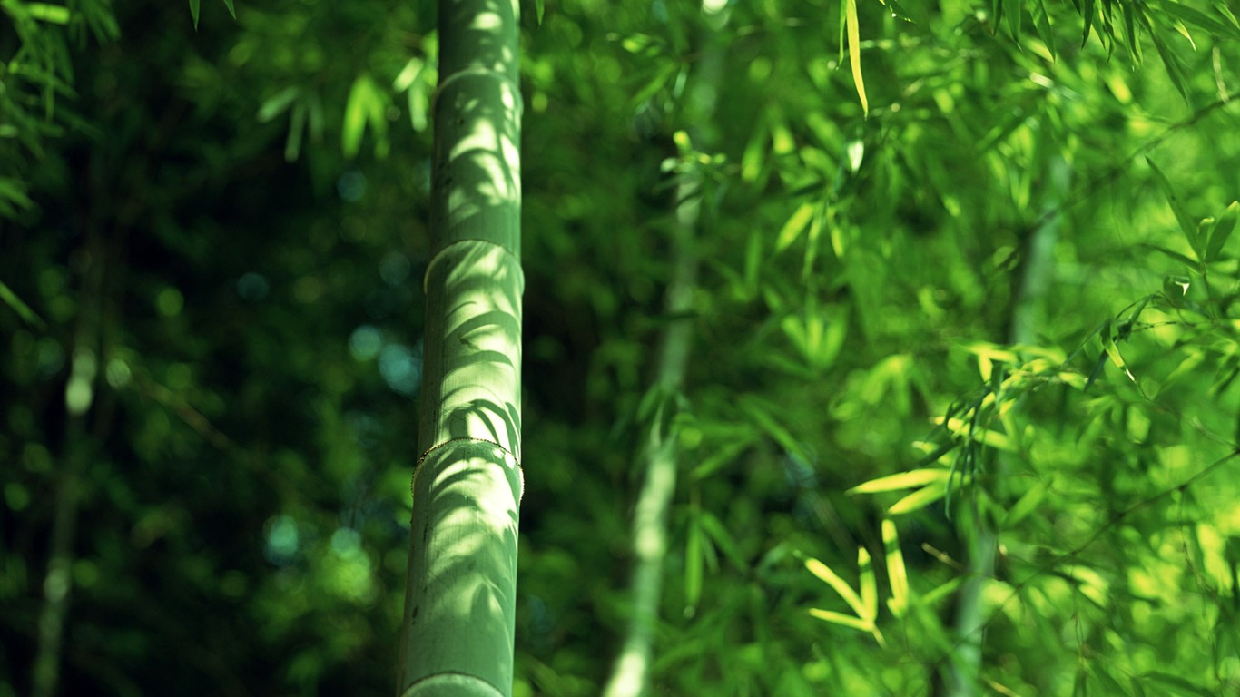 Verde álbumes fondo de pantalla de bambú #14 - 1366x768