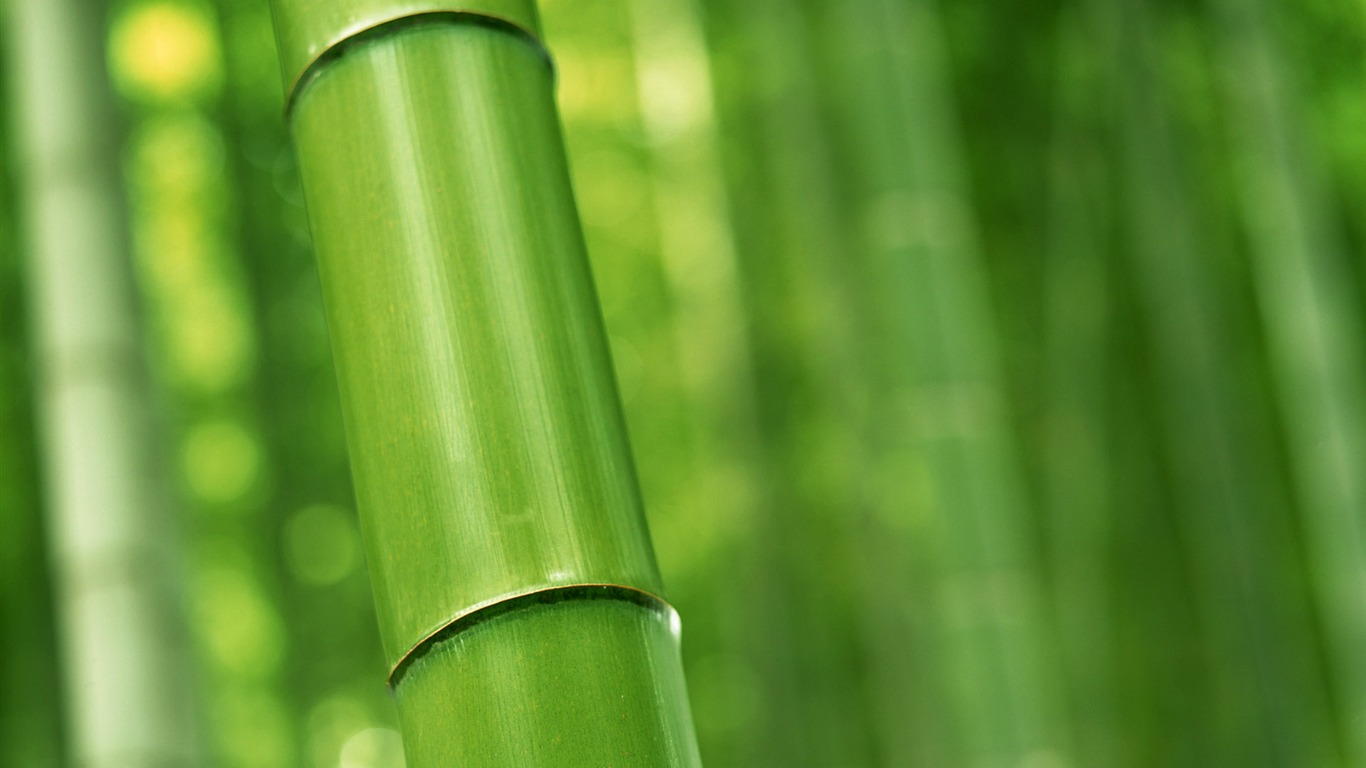 Verde álbumes fondo de pantalla de bambú #16 - 1366x768
