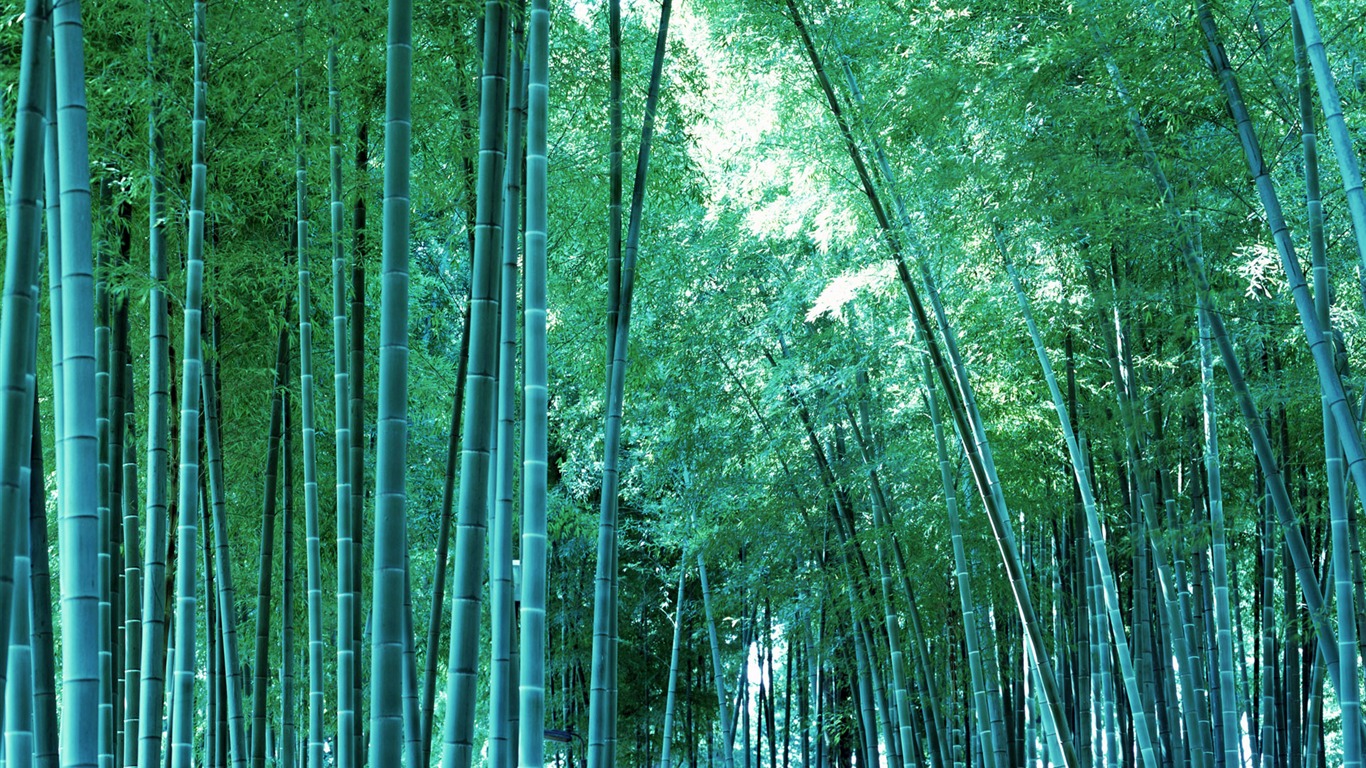 Verde álbumes fondo de pantalla de bambú #19 - 1366x768