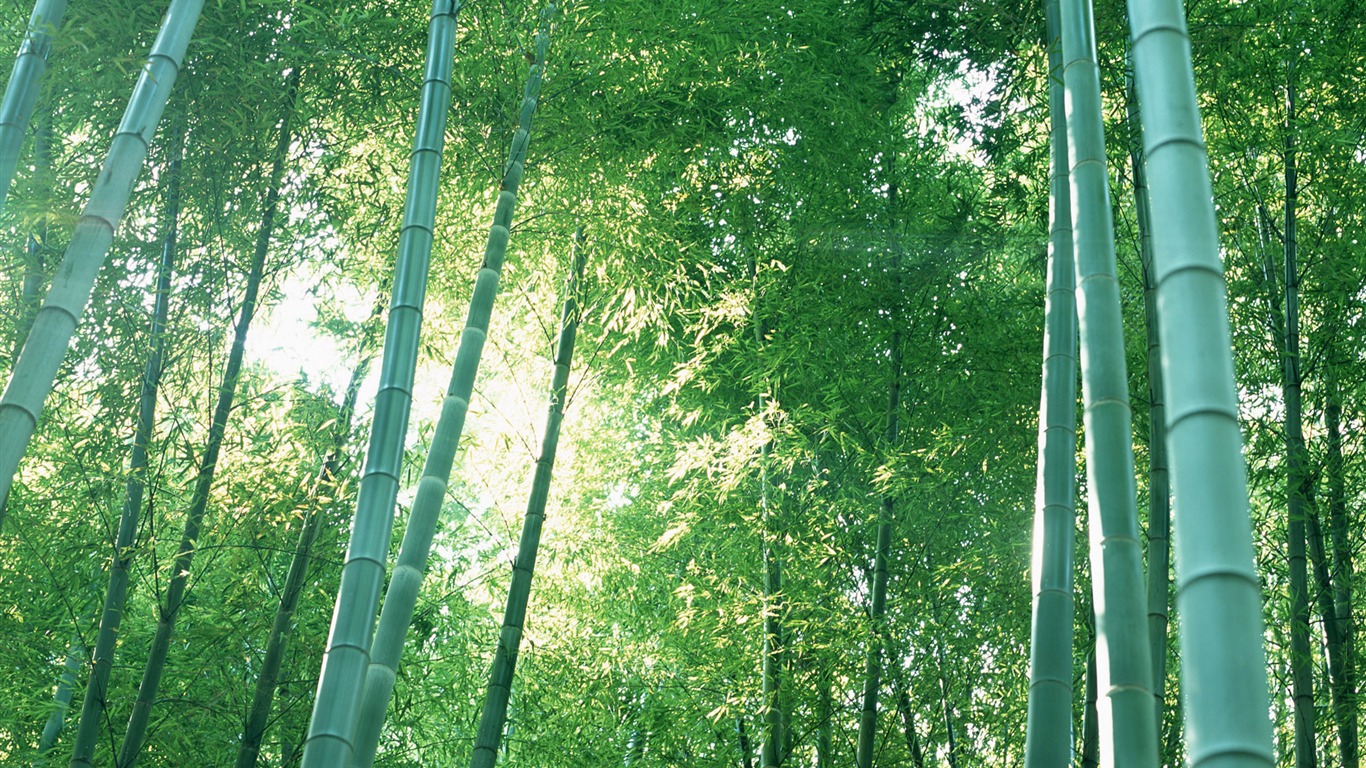 Verde álbumes fondo de pantalla de bambú #20 - 1366x768