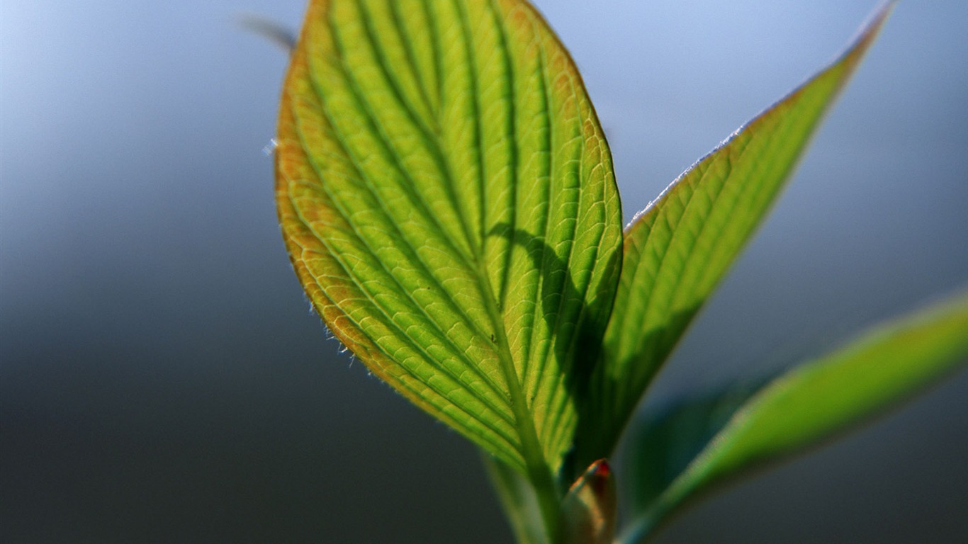 Green leaf photo wallpaper (1) #6 - 1366x768