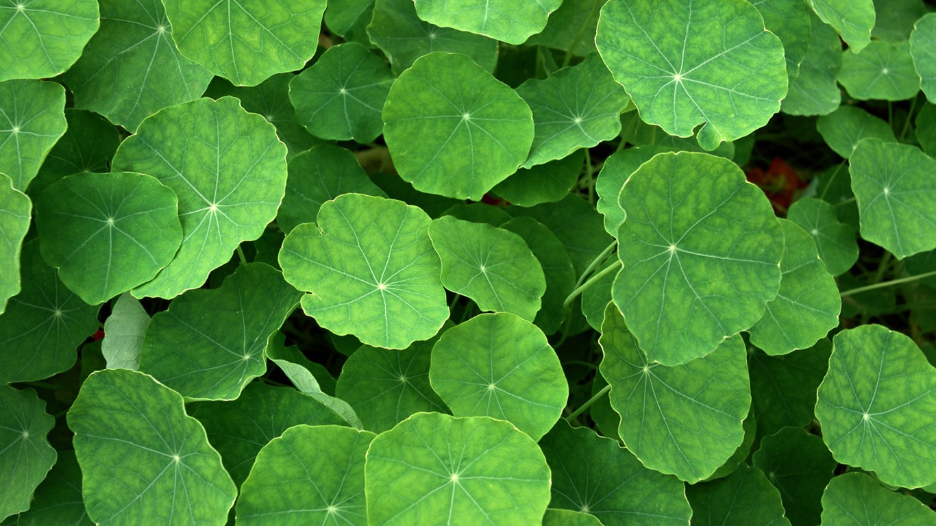 Green leaf photo wallpaper (1) #16 - 1366x768