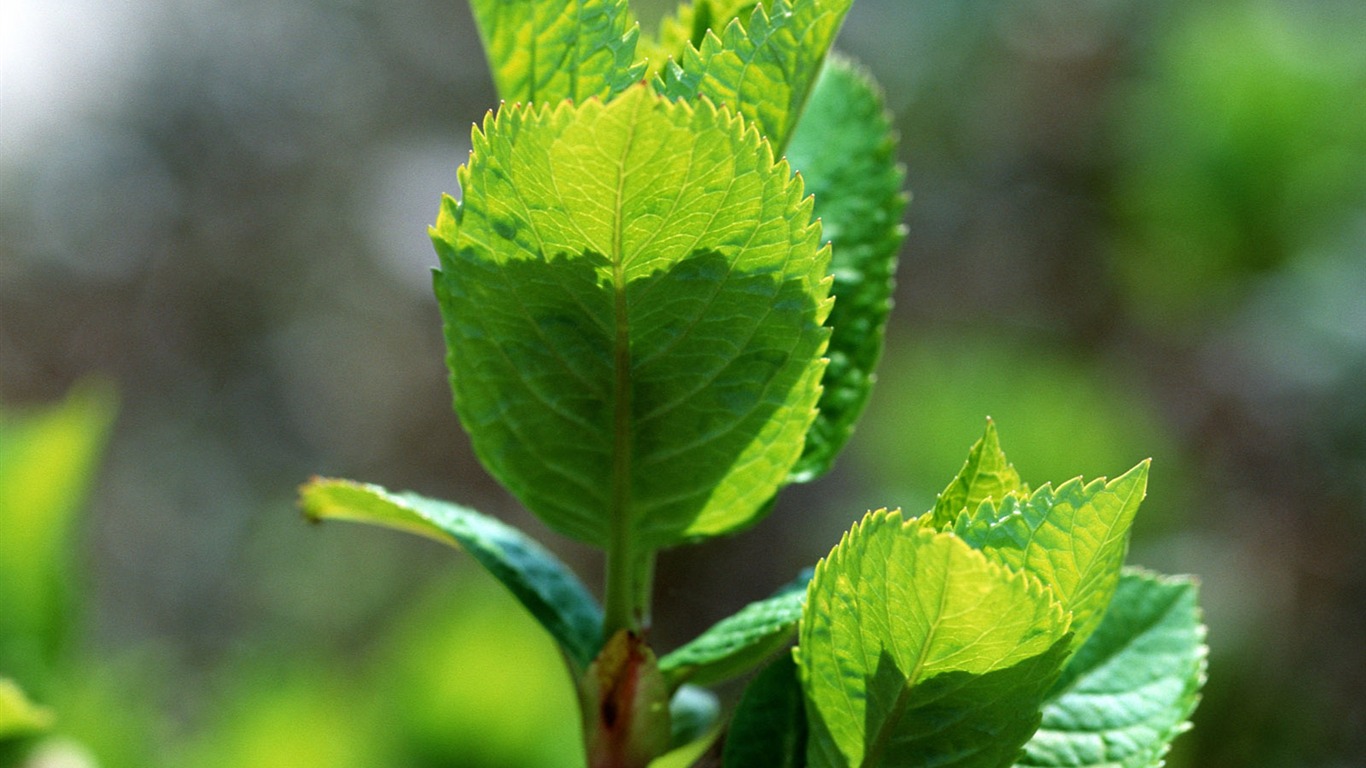 Green leaf photo wallpaper (1) #18 - 1366x768