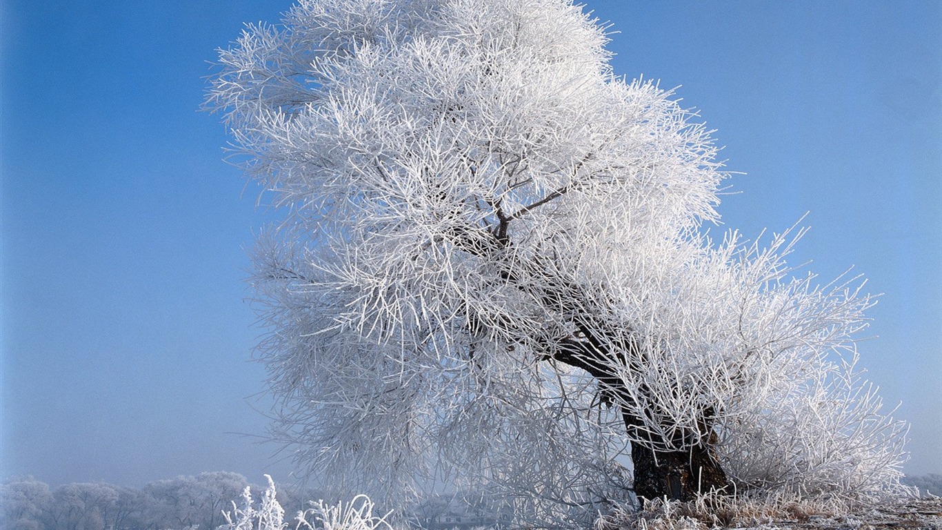 冬天雪景壁纸11 - 1366x768