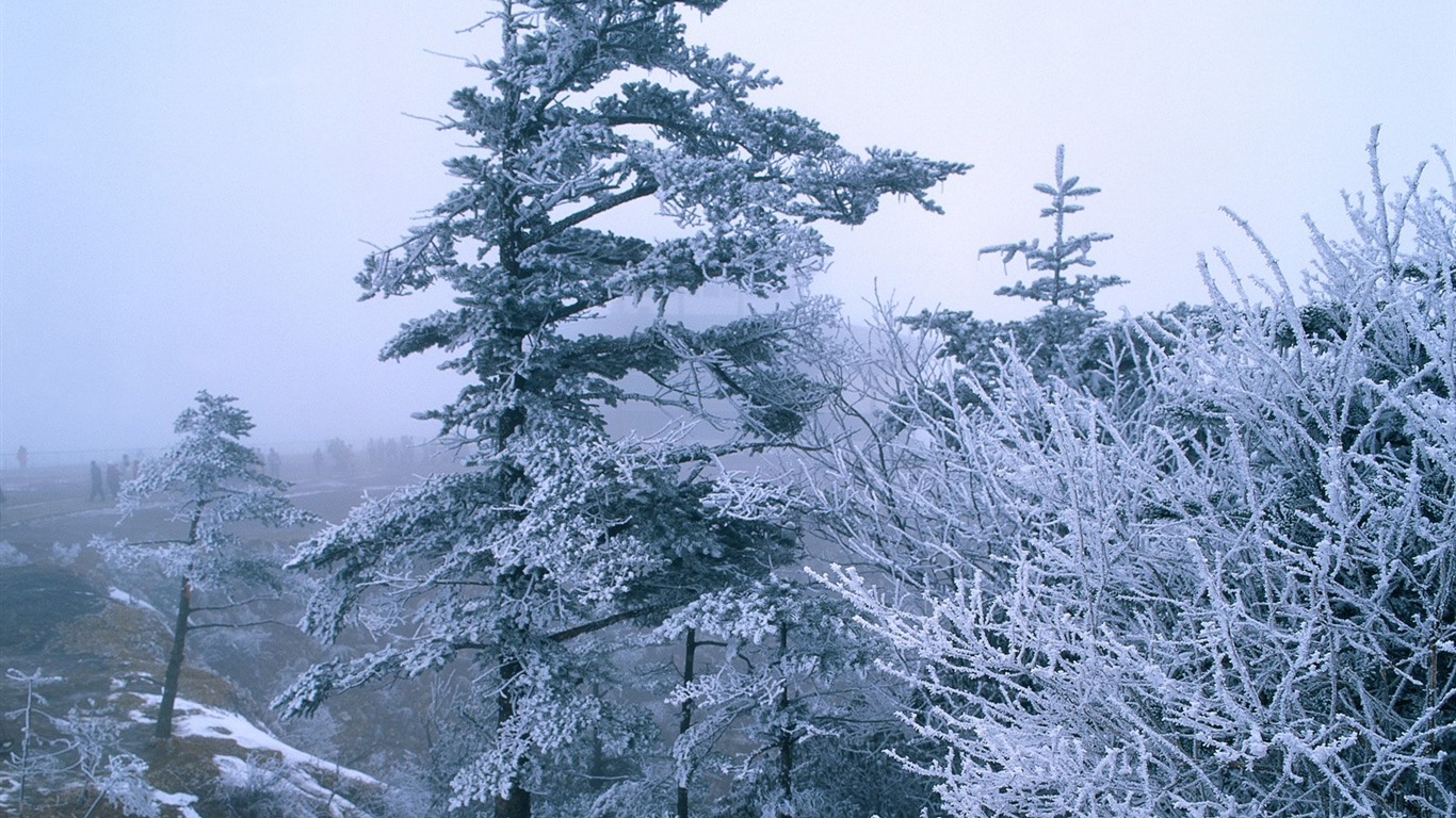 冬天雪景壁纸15 - 1366x768