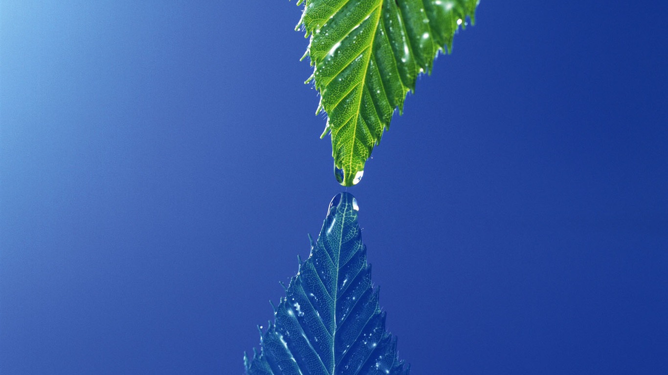 Fondos de escritorio de hoja verde de fotos (4) #15 - 1366x768