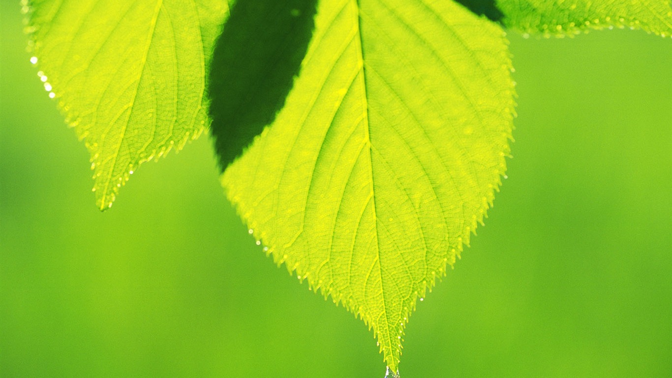 Green leaf photo wallpaper (5) #1 - 1366x768