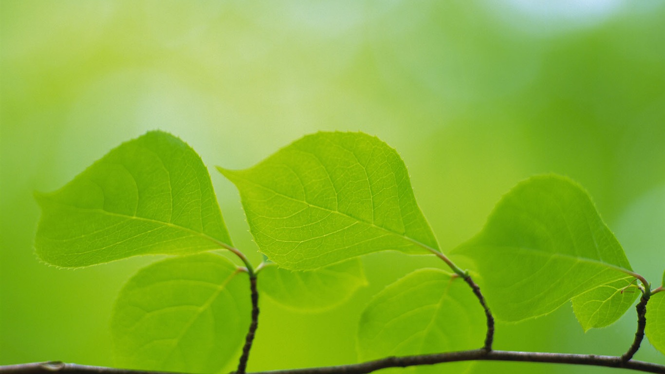 绿叶写真 壁纸(五)13 - 1366x768