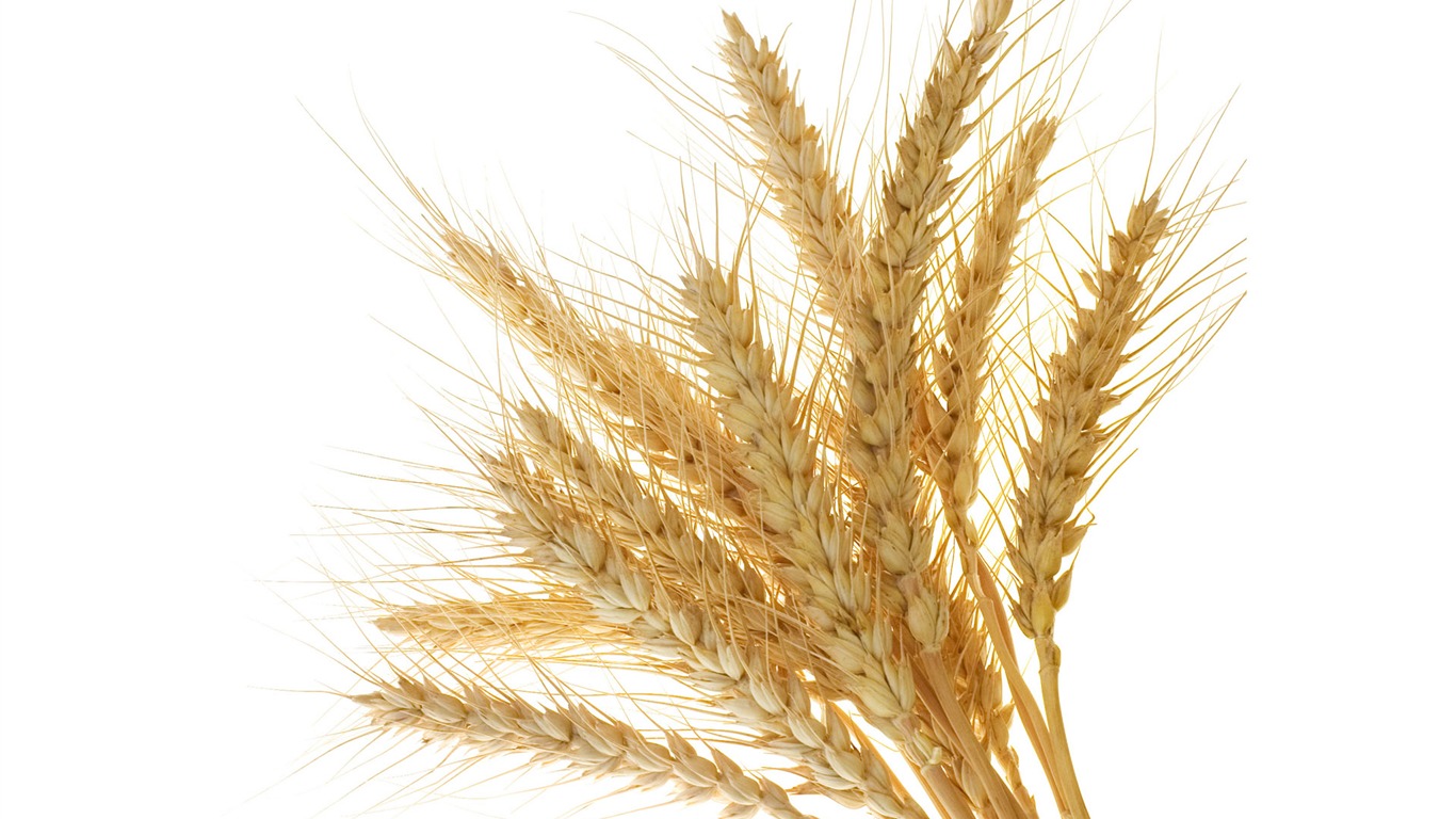 Fond d'écran du blé (1) #4 - 1366x768