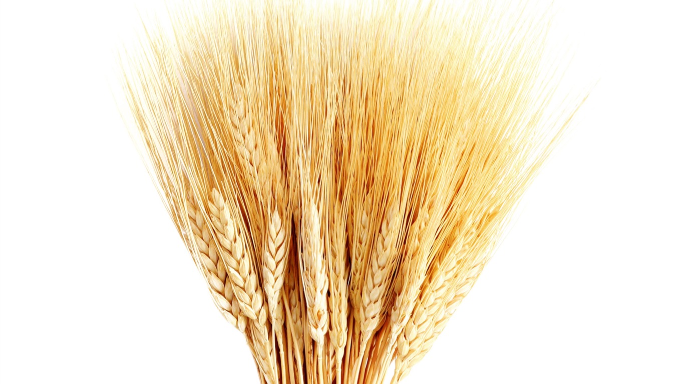 Fond d'écran du blé (1) #11 - 1366x768