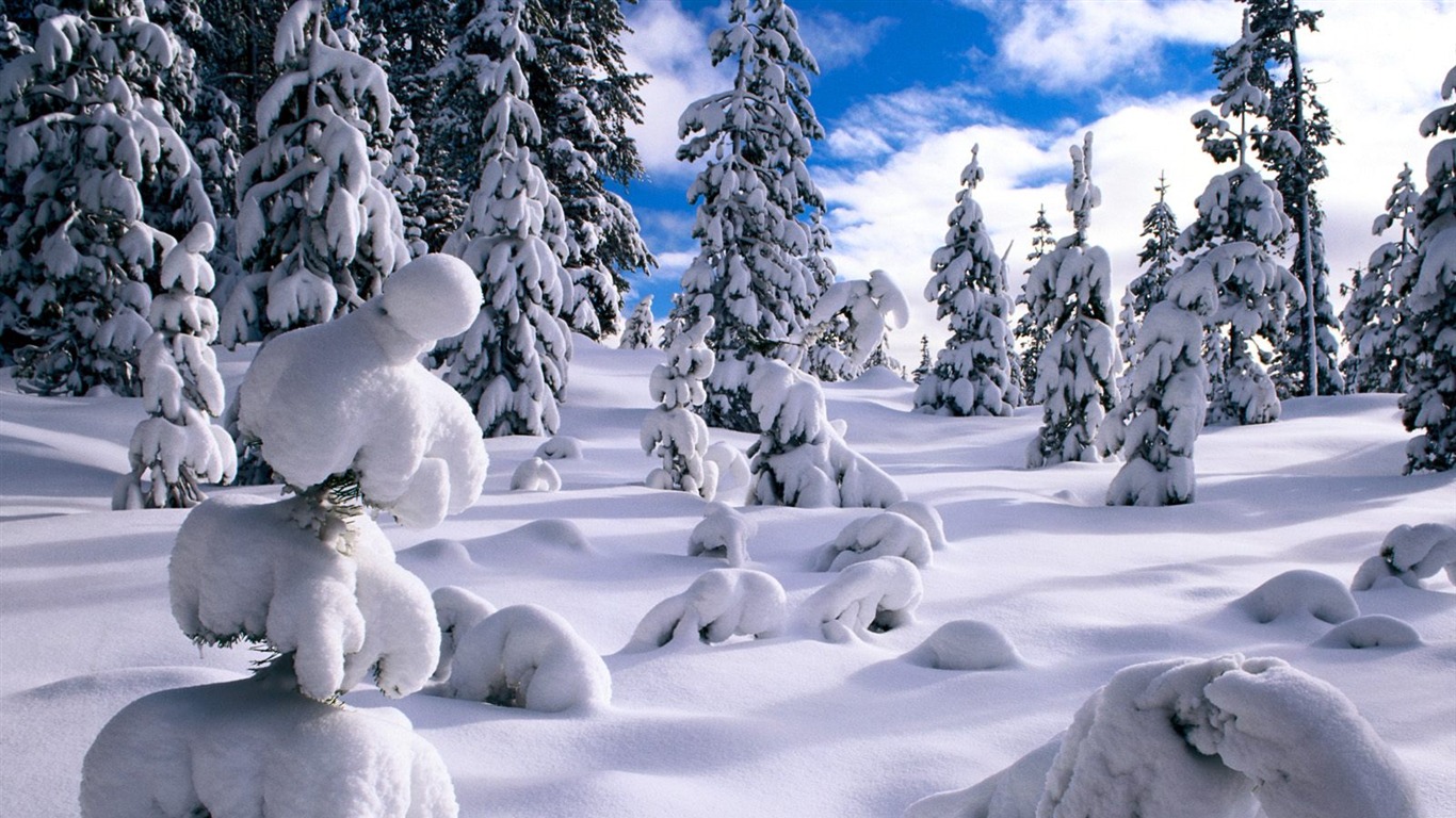 冬天雪景壁纸(二)3 - 1366x768