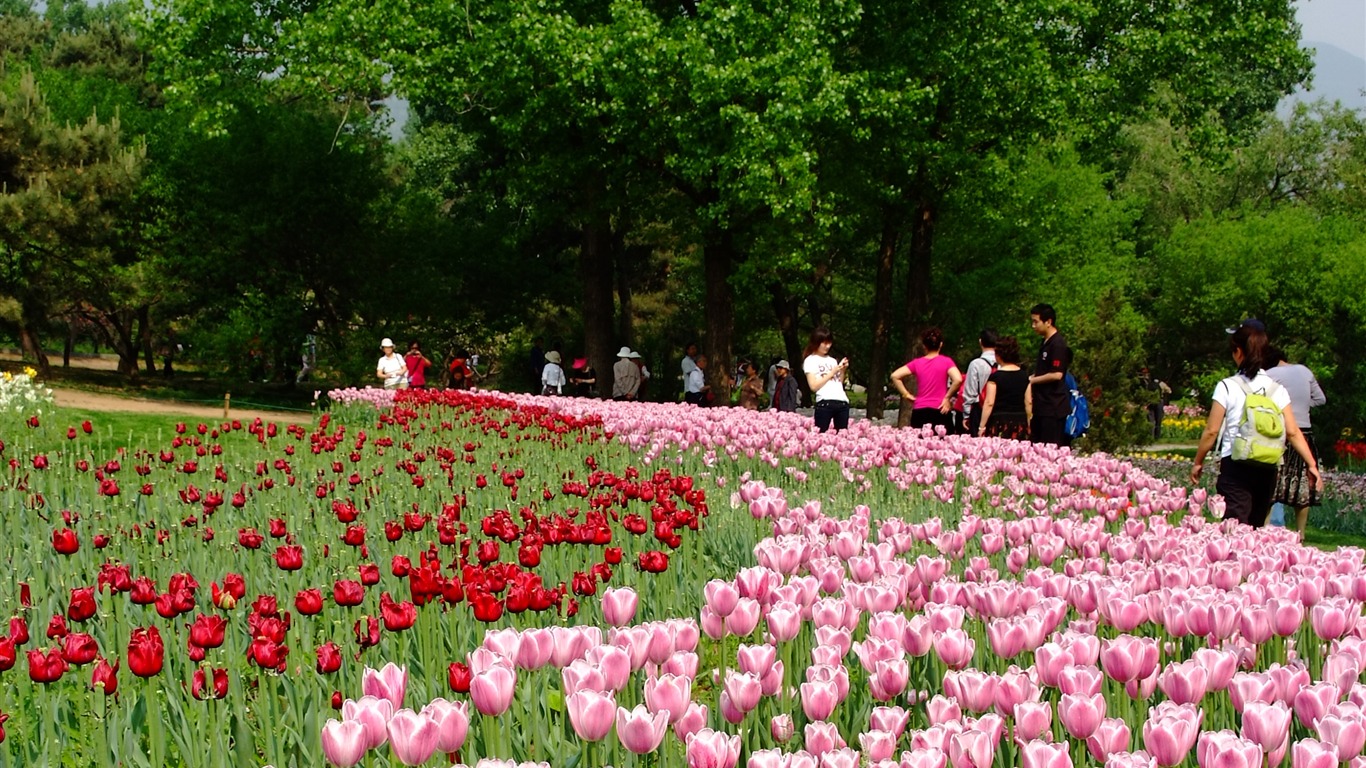 初夏的香山植物園 (螺紋鋼作品) #2 - 1366x768