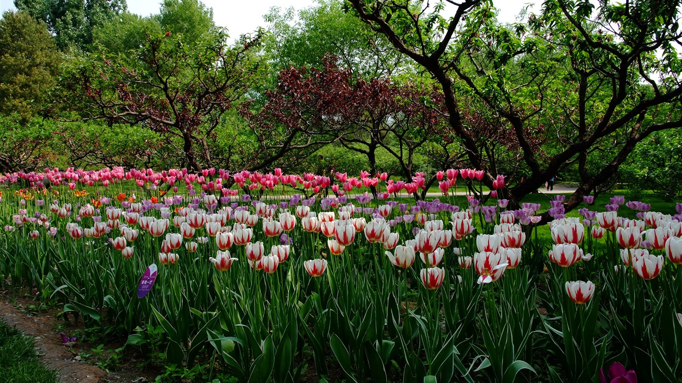 Xiangshan 초여름 정원 (철근 작품) #4 - 1366x768