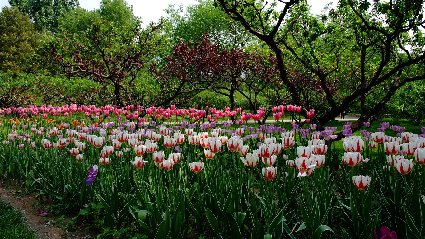 Xiangshan Frühsommer Garten (Bewehren) #4 - 1366x768