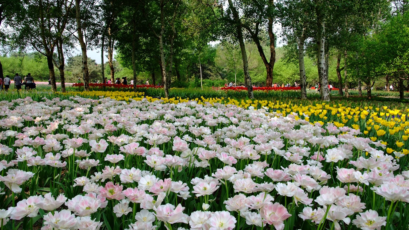 jardin Xiangshan début de l'été (travaux barres d'armature) #5 - 1366x768