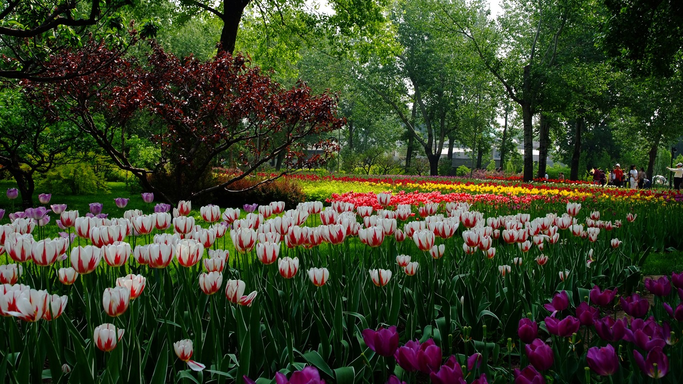 Xiangshan jardín principios del verano (obras barras de refuerzo) #6 - 1366x768
