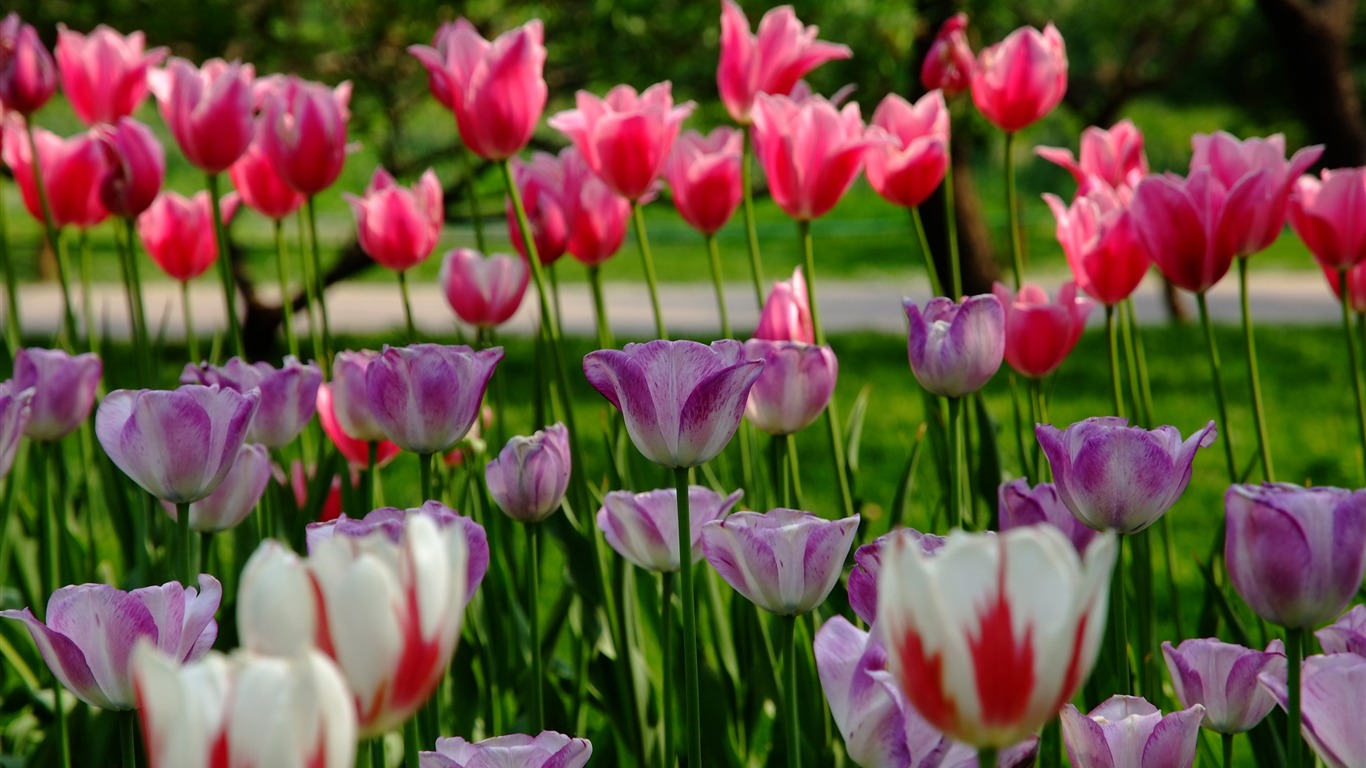 Xiangshan early summer garden (rebar works) #8 - 1366x768