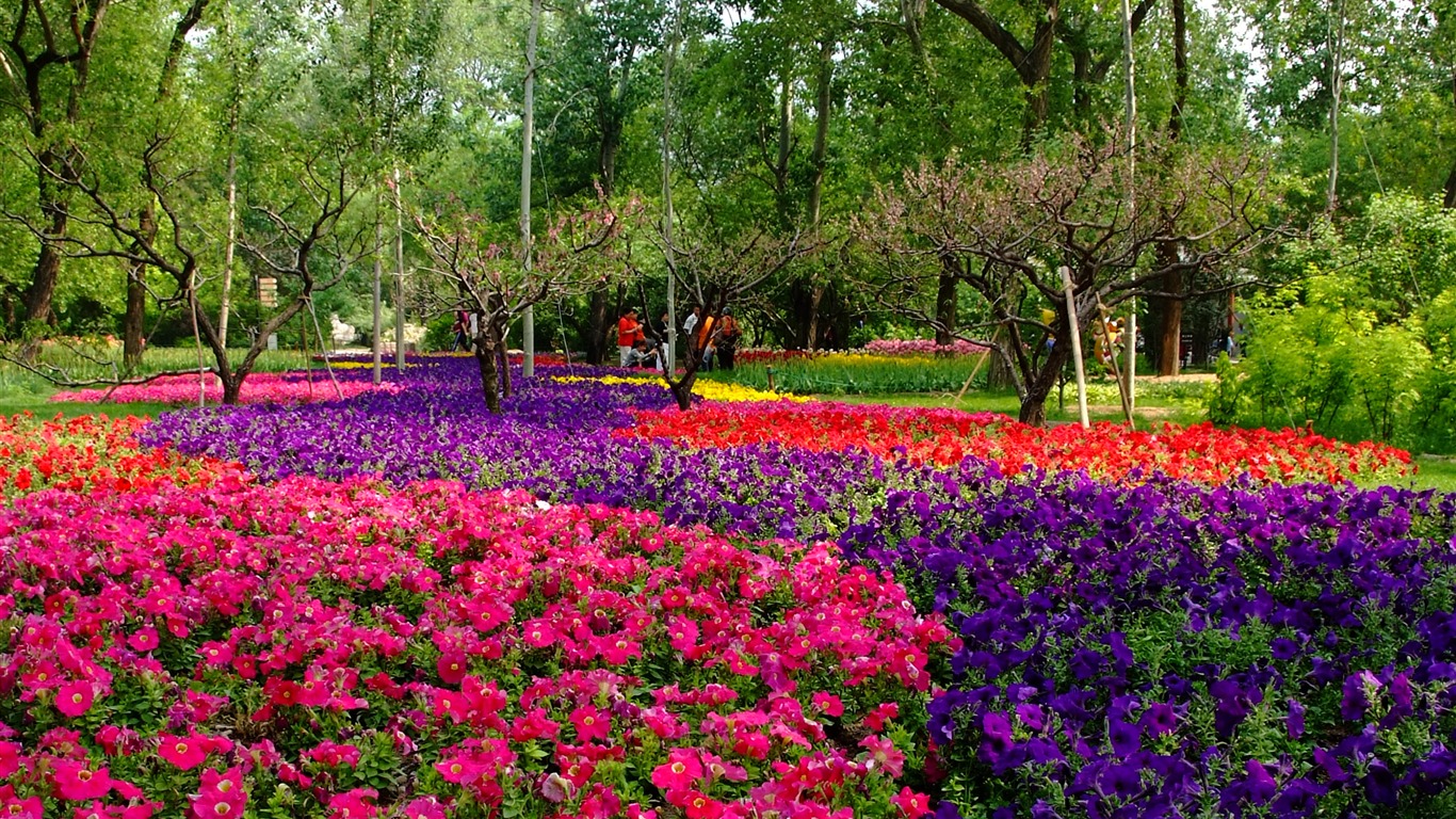 Xiangshan jardín principios del verano (obras barras de refuerzo) #9 - 1366x768