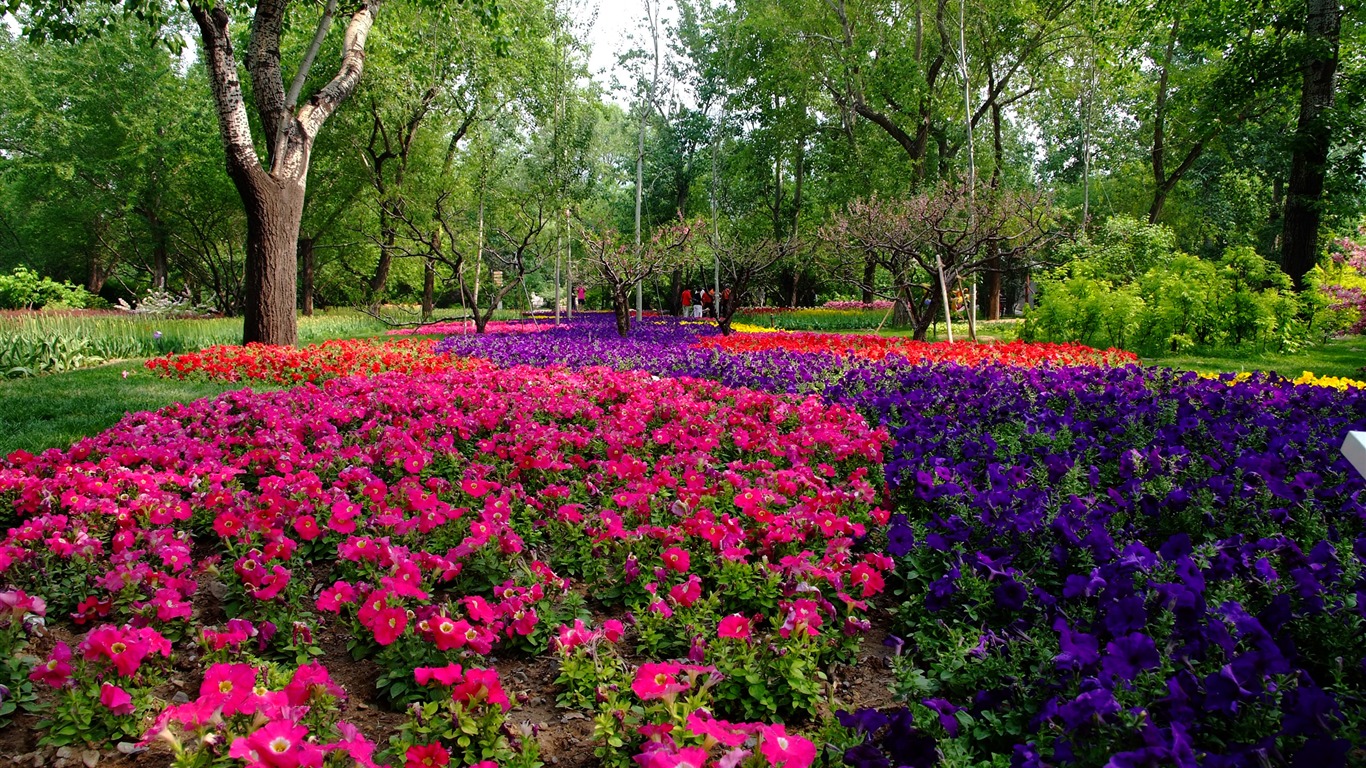 Xiangshan Frühsommer Garten (Bewehren) #10 - 1366x768