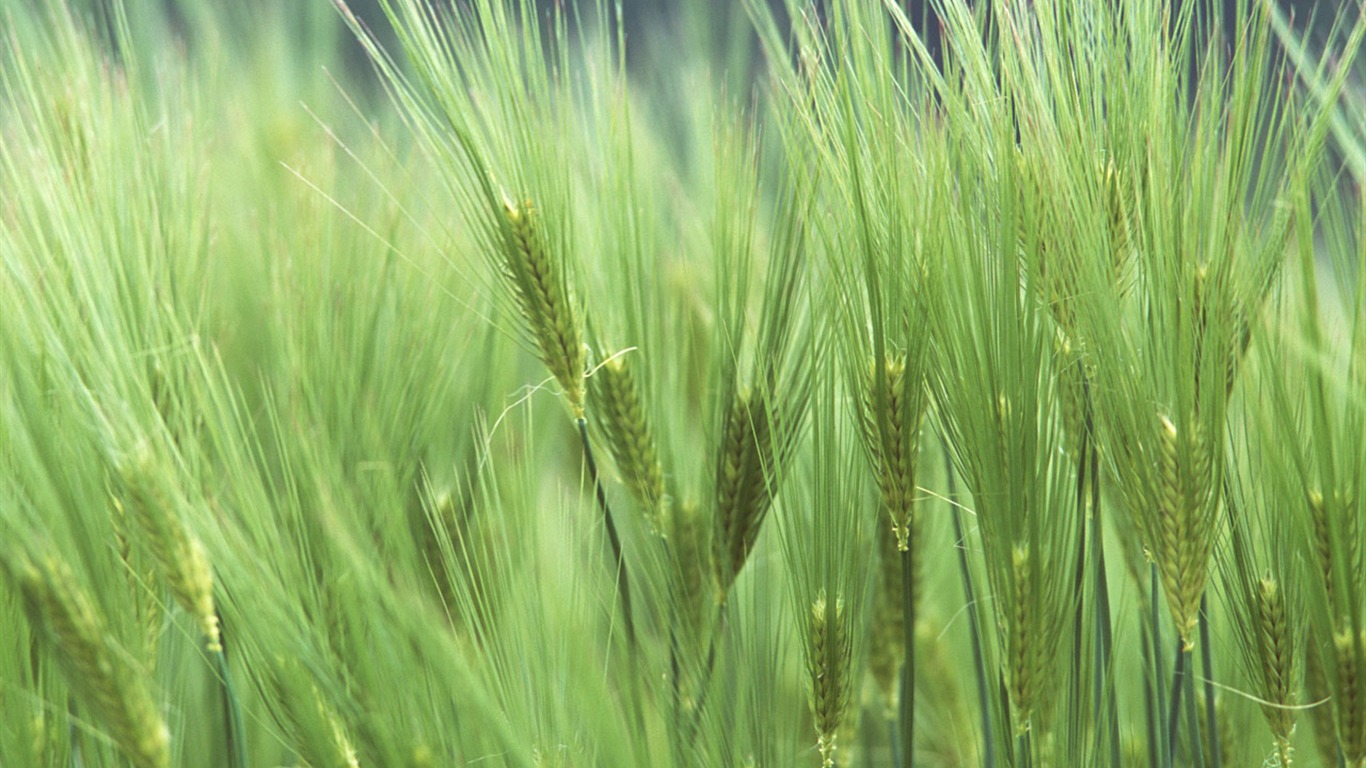 Le fond d'écran champ de blé (1) #4 - 1366x768