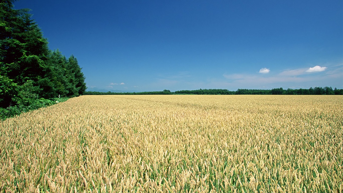 The wheat field wallpaper (1) #13 - 1366x768