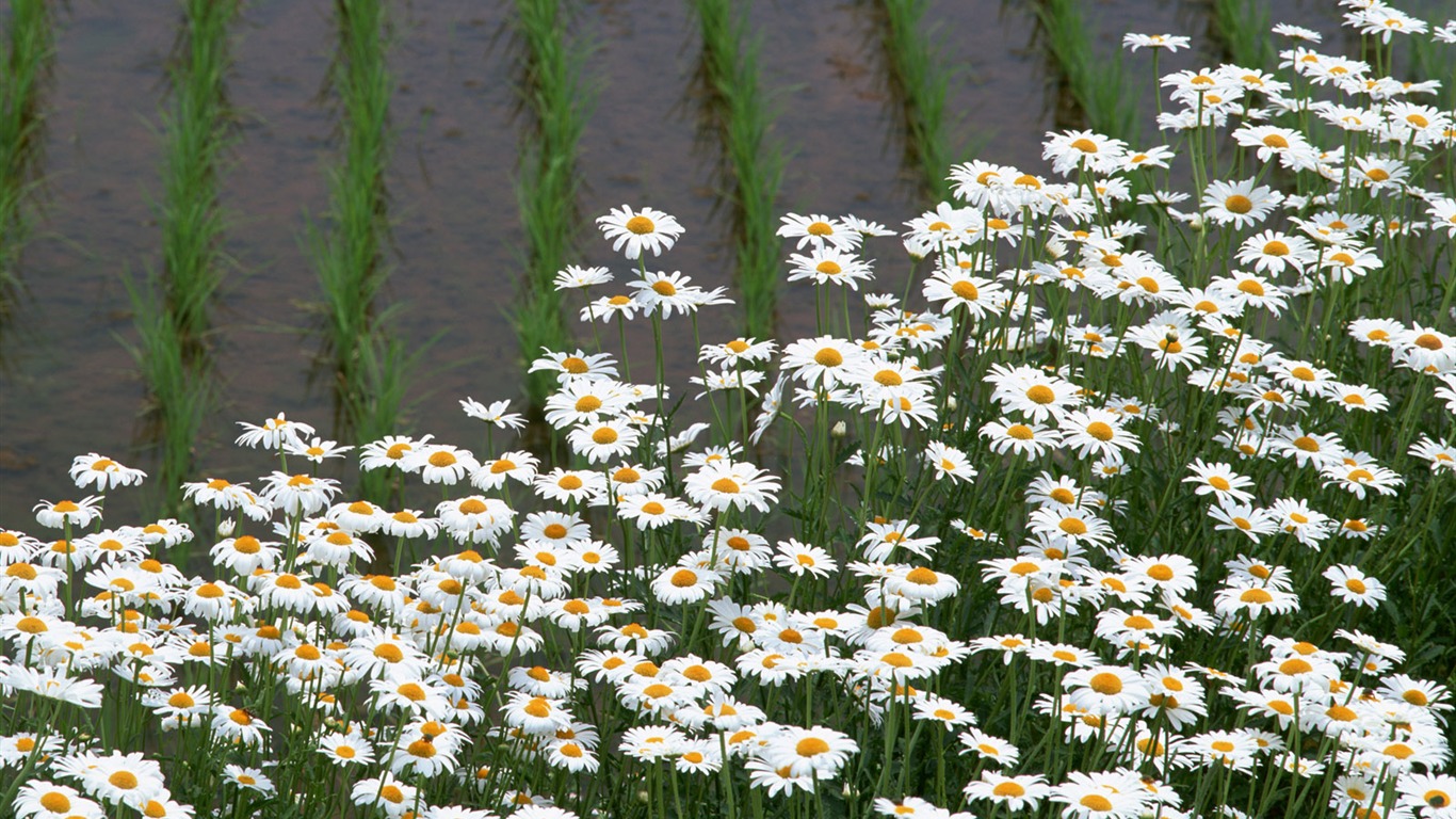 The wheat field wallpaper (21) #14 - 1366x768