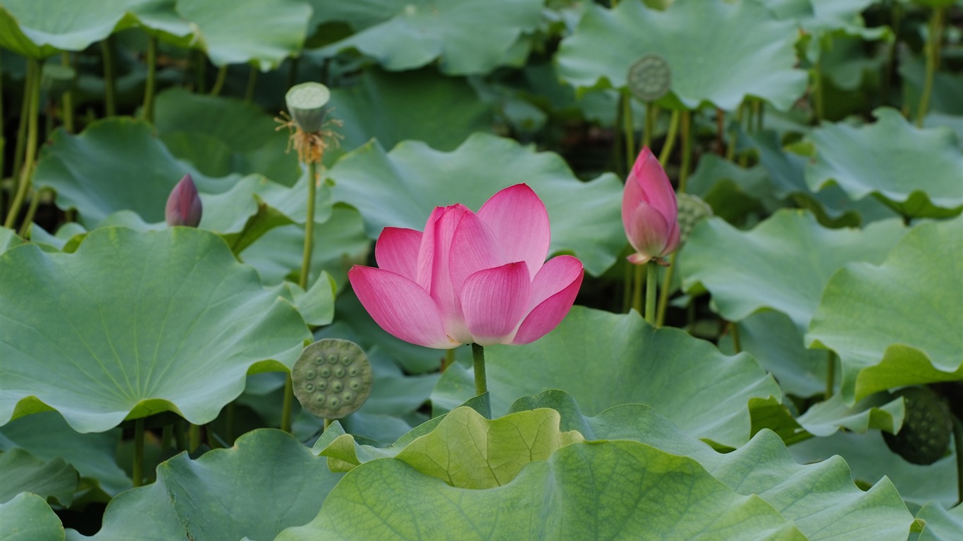 Rose Garden de la Lotus (œuvres des barres d'armature) #2 - 1366x768